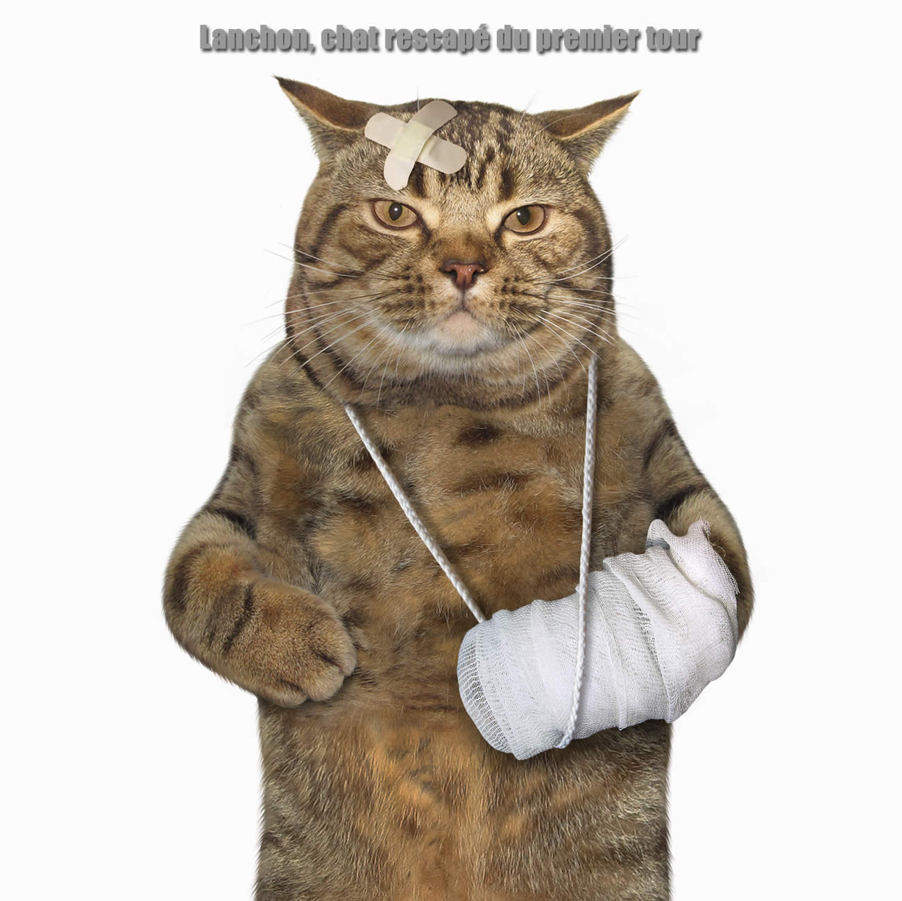 Manu, chat va pas l'faire avec Marine, Mets Lanchon Prime Minister ! Manu, chat va pas l'faire avec Marine, Mets Lanchon Prime Minister !